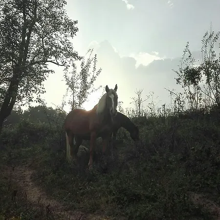 Ecopark بيت ضيافة ايلينا