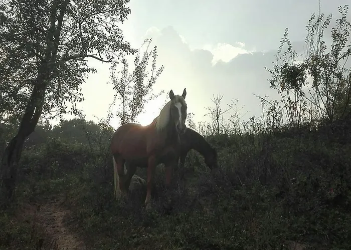 Ecopark Casa de hóspedes Elena